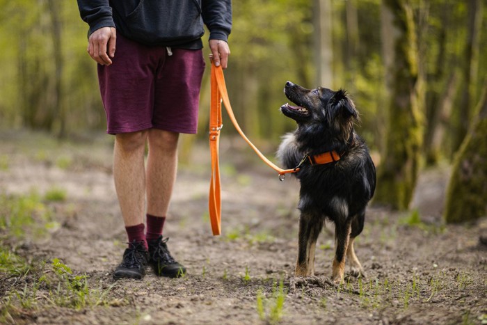 散歩する黒い犬