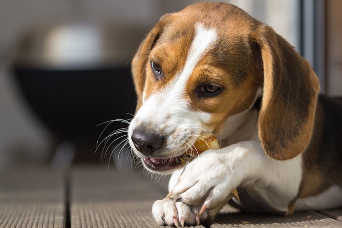 おやつを食べているビーグル犬