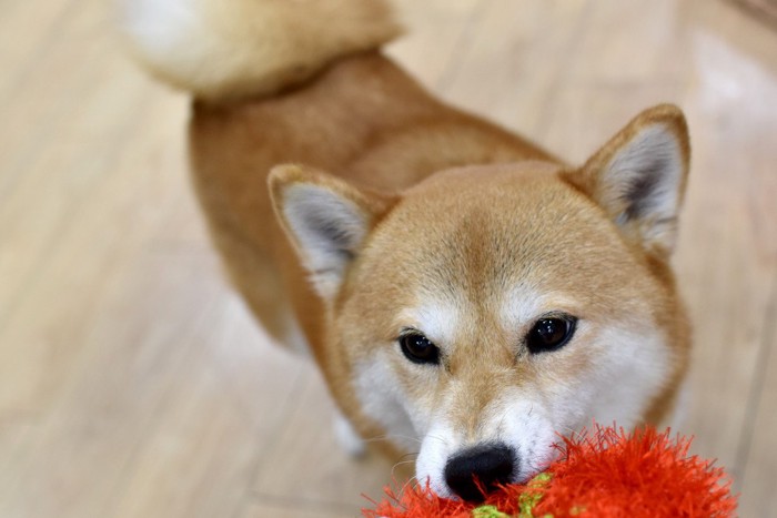 おもちゃを咥えてくる犬