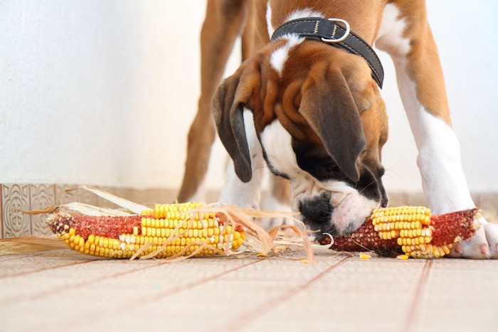 2本のトウモロコシを食べるボクサー犬