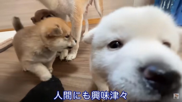 人に興味津々な子犬