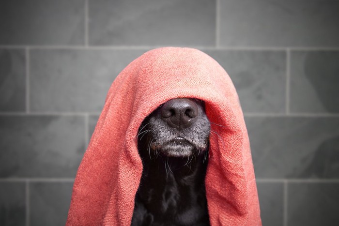 頭からタオルをかぶった黒い犬