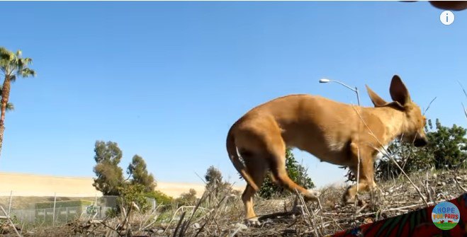 身をひるがえす犬