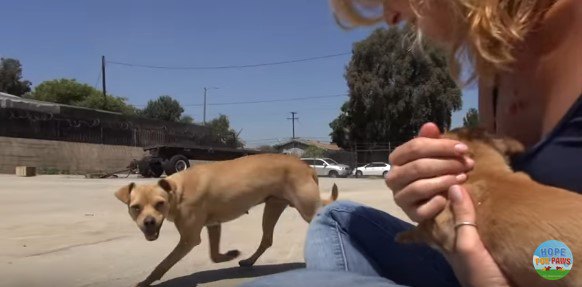 子犬を気にする母犬