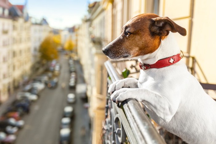 ベランダに前足をかける犬