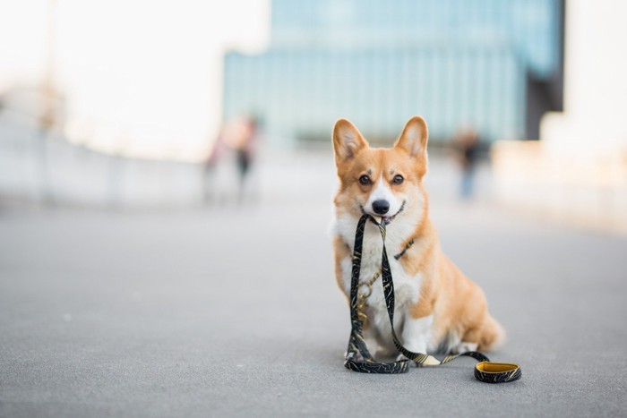 リードを咥えて笑う犬