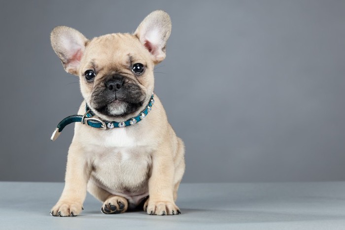 座ってこちらを見つめるフレブルの子犬