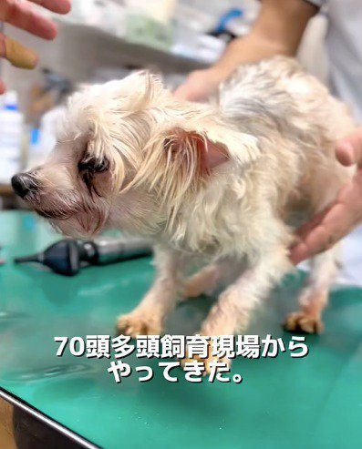 台に乗せられて震える犬