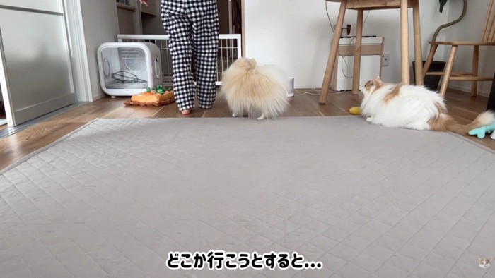 飼い主さんが移動すると…