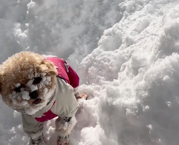 顔を雪だらけにするきなちゃん顔