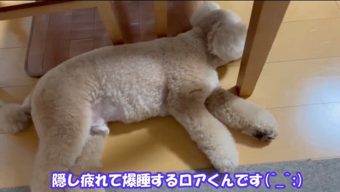 テーブルの下で眠る犬