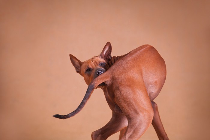 しっぽを気にする茶の犬