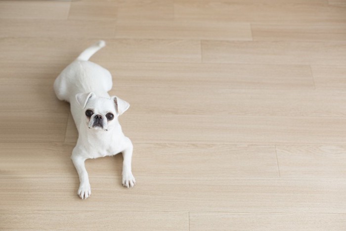 フローリングに伏せをしている白い垂れ耳の犬