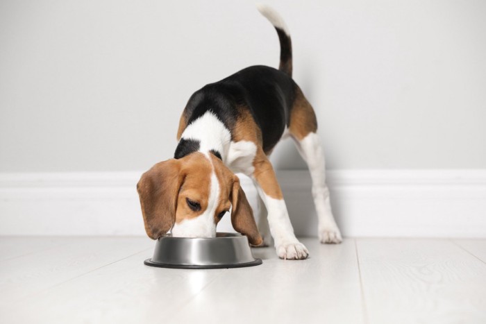 食器からご飯を食べている犬