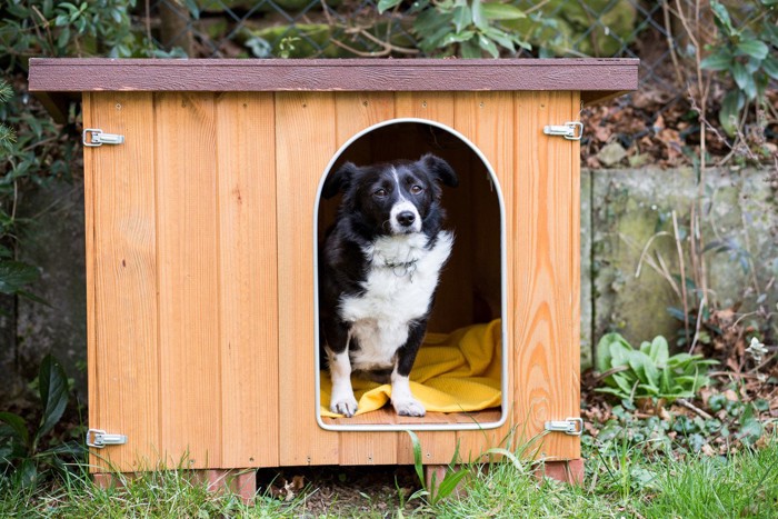 犬小屋の犬