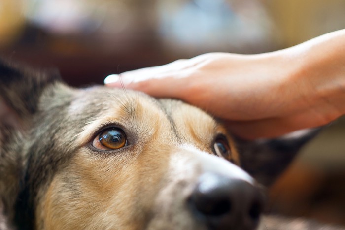 頭を飼い主になでられながら見上げる犬