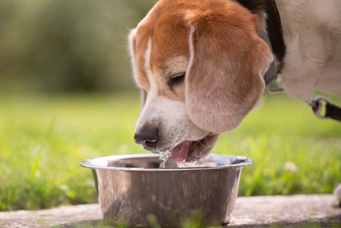 水を飲む犬