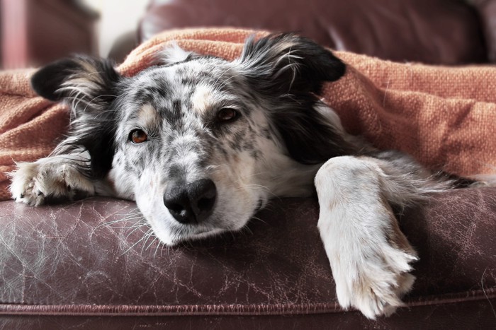 ソファの上で疲れ切った表情のまま伏せる犬