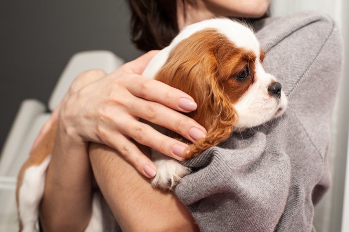 飼い主にハグされる臆病な犬