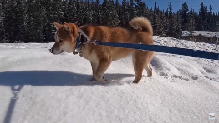 雪の中を歩くナラちゃん