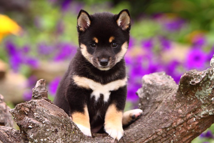 黒柴の子犬