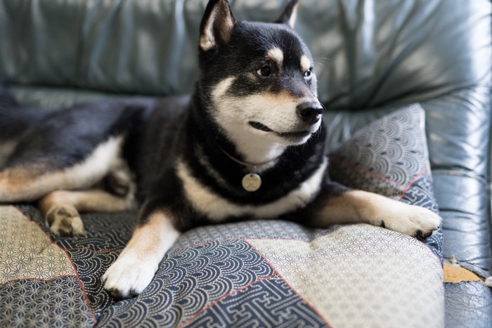 動こうとしない犬