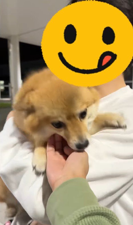 あずきちゃんとママの再会5