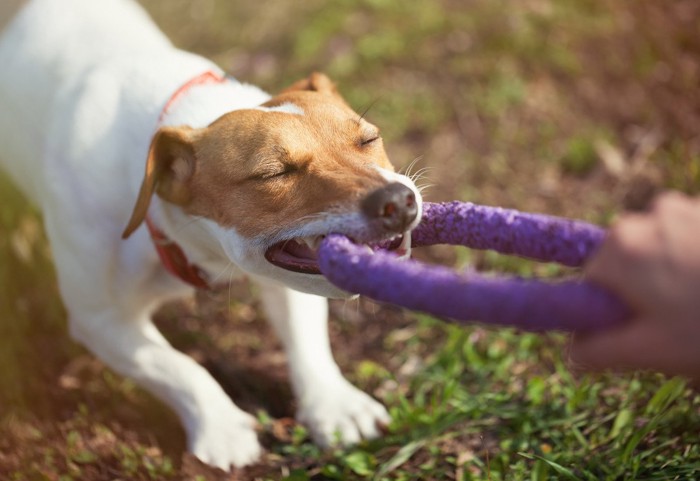 おもちゃを強く引っ張ろうとする犬