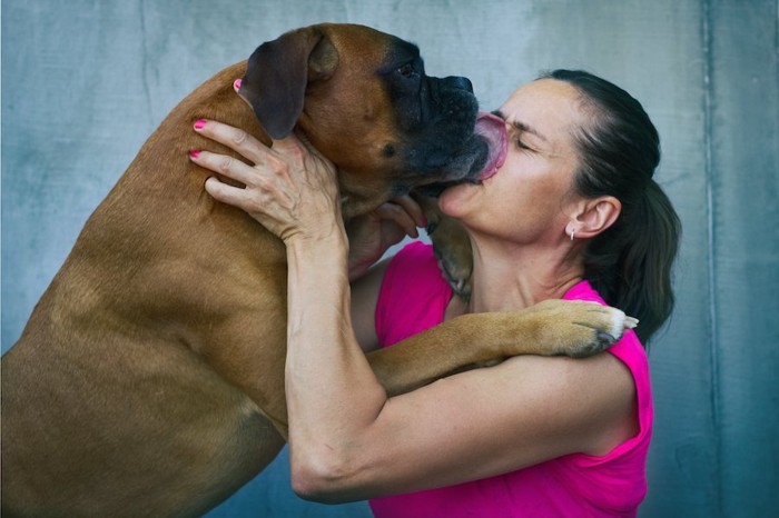 立ち上がって女性の顔を舐めるマスティフ犬