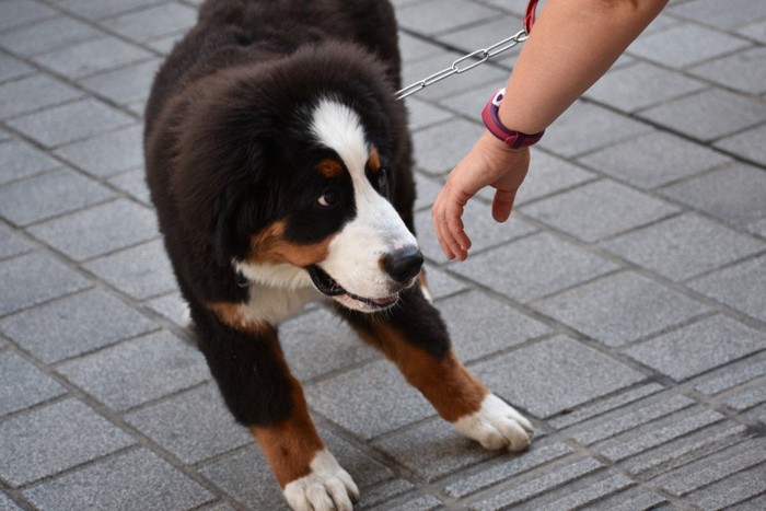 人の手を嫌がる犬