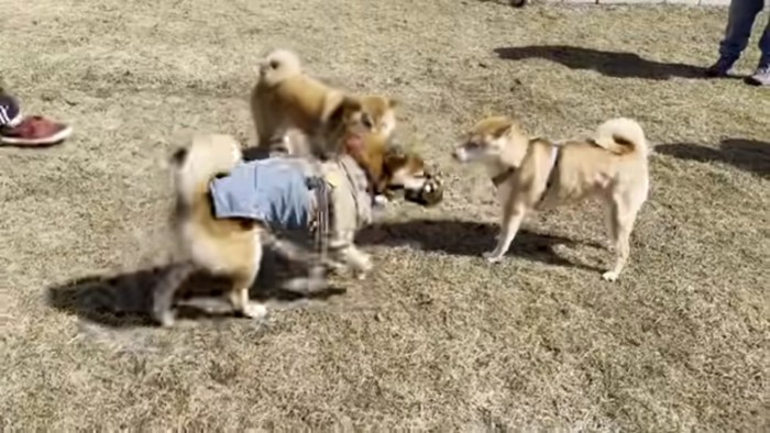 他の柴犬と対面するきなこちゃん