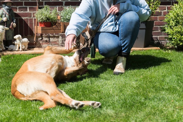 仰向けでスキンシップを喜ぶ犬