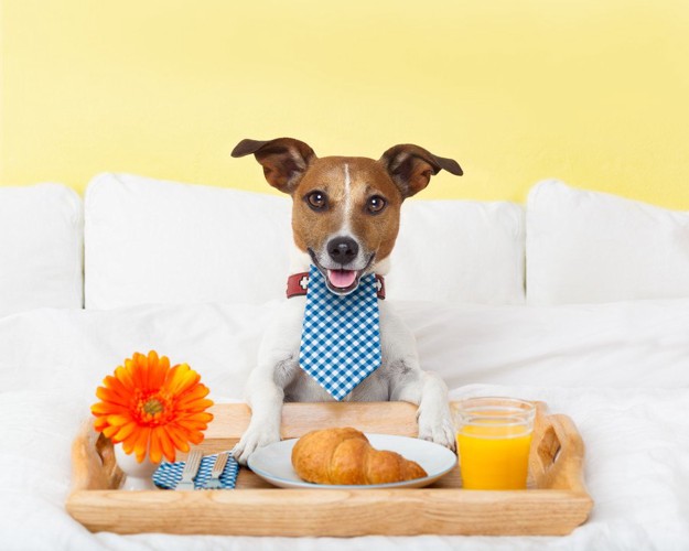 ベッドの上で人間の食事を摂ろうとしている犬