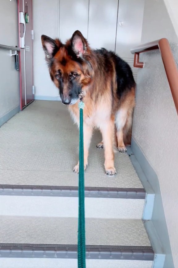 恨めしそうな顔のジーボくん