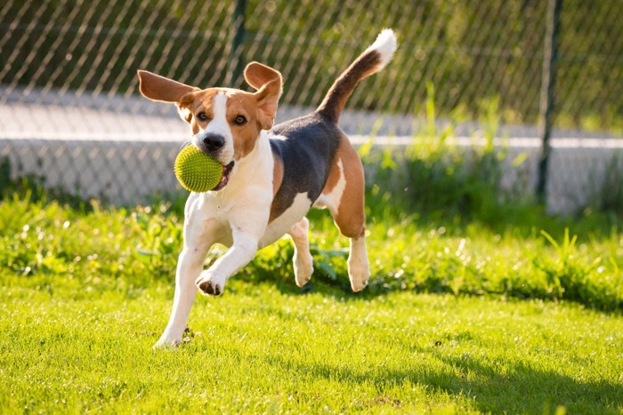 ボールをくわえて走る犬