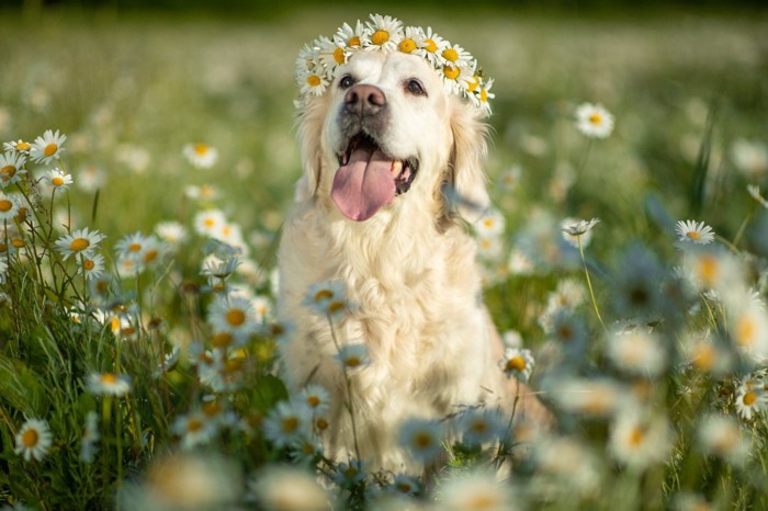 笑顔の犬