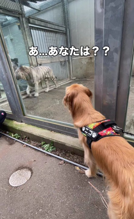 ホワイトタイガーさんとご挨拶