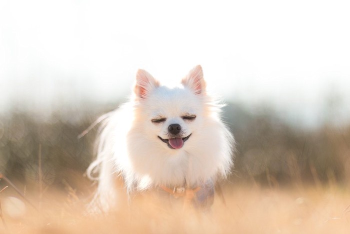 目を瞑って笑う犬