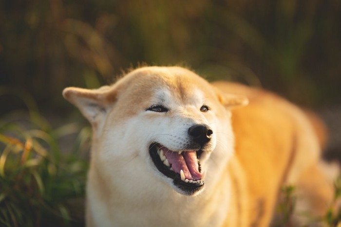 耳を倒して口を開けている柴犬