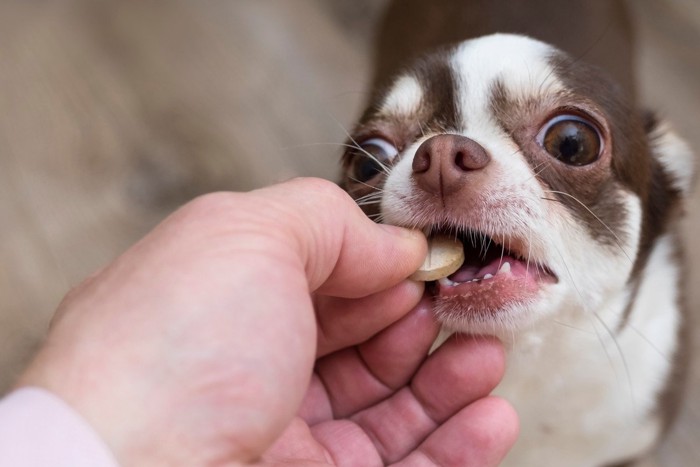 サプリメントを食べる犬の顔のアップ