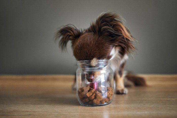おやつの瓶に頭を突っ込んで食べる犬