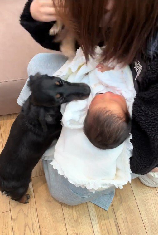 赤ちゃんとワンコ2匹の初対面7