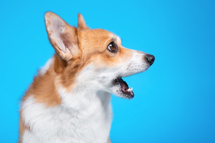 驚いた表情の犬
