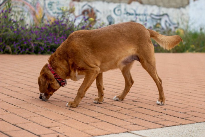 歩道を嗅ぐ犬