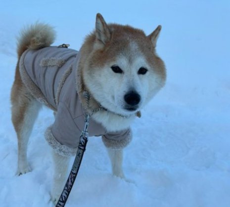 雪景色