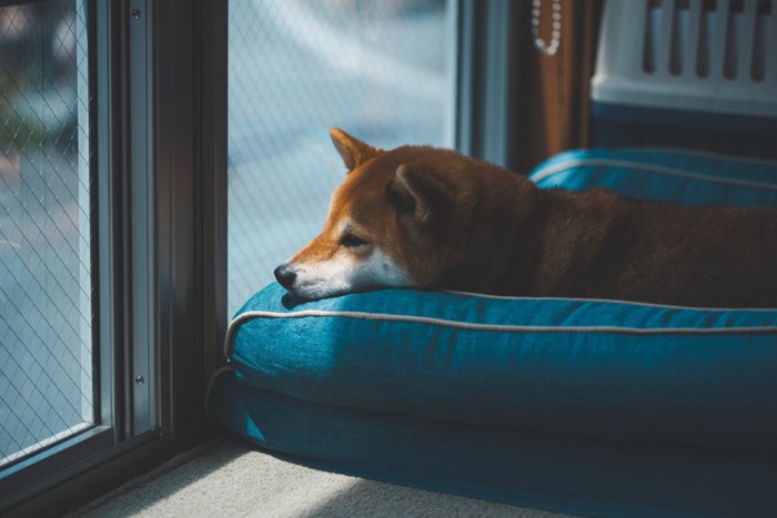 窓の外を見つめる柴犬