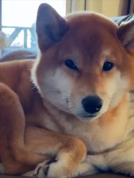柴犬