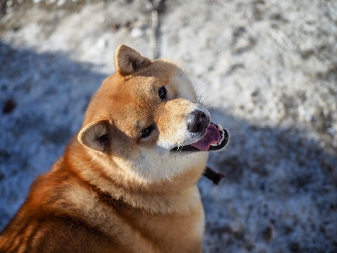 振り向く柴犬