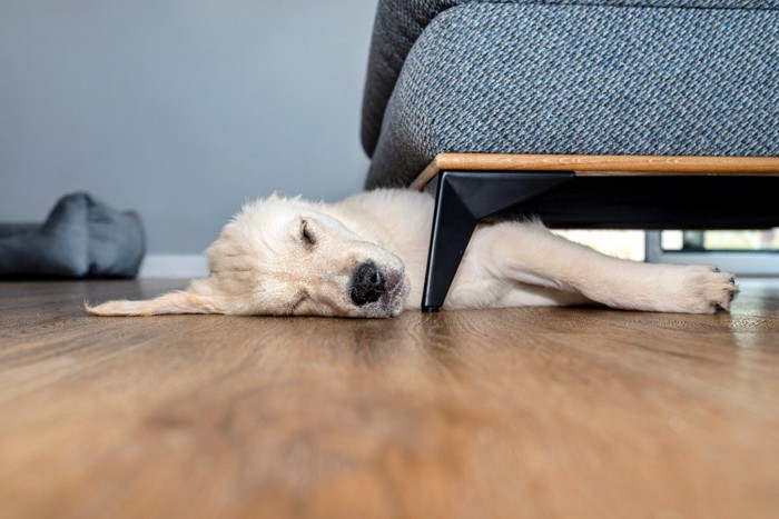 狭いソファの下で 眠る子犬