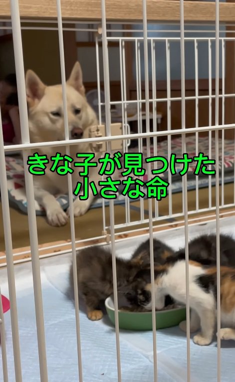 子猫を見つめる犬